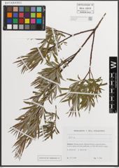 Foto von Salix L.